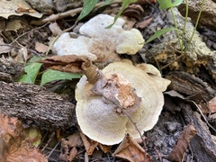 Xanthoporus peckianus