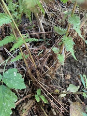 Dryopteris filix-mas