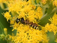 Cerceris arenaria