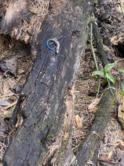 Plestiodon inexpectatus