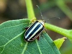 Disonycha glabrata