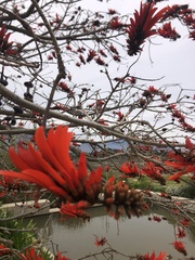 Erythrina lysistemon