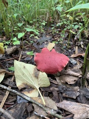 Russula rosacea