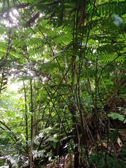 Cyatheaceae