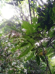 Cyatheaceae