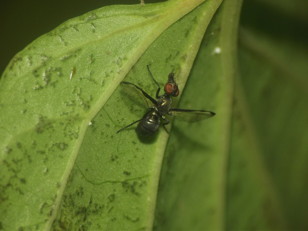 Rivellia costalis
