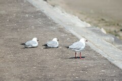 Chroicocephalus hartlaubii