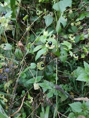 Silene baccifera