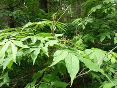 Sambucus racemosa