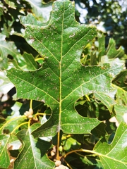 Quercus velutina