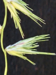 Bouteloua rigidiseta