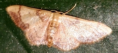 Idaea demissaria