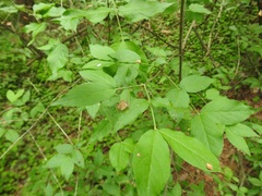 Euonymus verrucosus