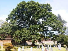 Quercus velutina