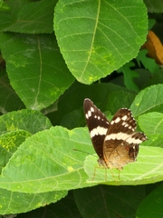 Anartia fatima