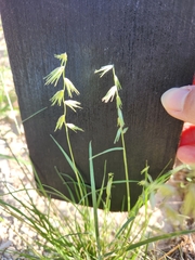 Bouteloua rigidiseta