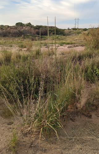 Giant Dropseed (Sporobolus giganteus)