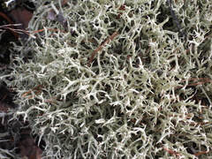 Cladonia uncialis biuncialis