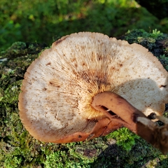 Lentinula boryana