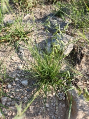 Bouteloua rigidiseta