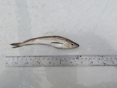 Merluccius bilinearis