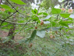 Euonymus verrucosus