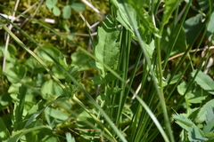 Rorippa
