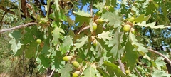 Quercus pyrenaica