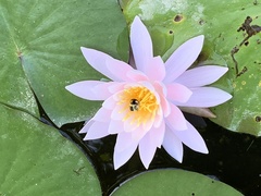 Nymphaea odorata
