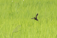 Hapalocrex flaviventer