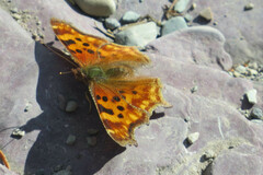 Polygonia satyrus