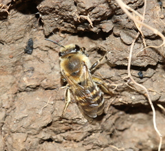 Colletes halophilus