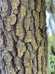 Chrysothrix candelaris