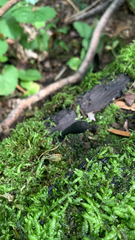 Xylaria polymorpha