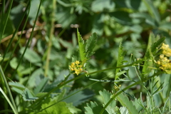 Rorippa
