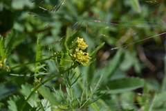 Rorippa