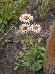 Erigeron eximius