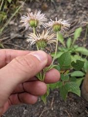 Erigeron eximius