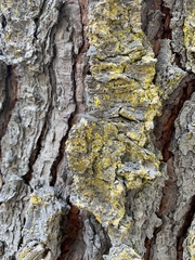 Chrysothrix candelaris