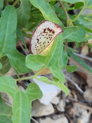 Aristolochia coryi