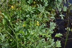 Rorippa
