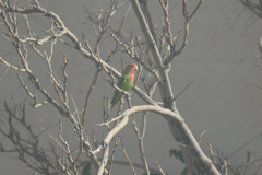 Agapornis roseicollis