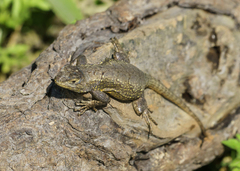 Sceloporus grammicus
