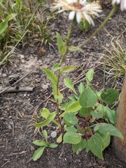 Erigeron eximius
