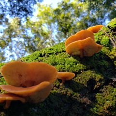 Lentinula boryana