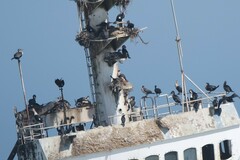 Phalacrocorax carbo lucidus