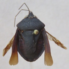 Pentatomidae