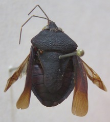 Pentatomidae