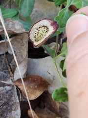 Aristolochia coryi