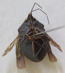 Pentatomidae
